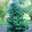 Abies koreana 'Zwergform Wuste'