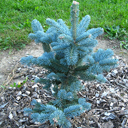 Abies lasiocarpa 'Arizonica Glauca' Older