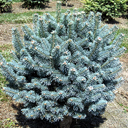 Abies lasiocarpa 'Arizonica Compacta'