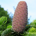 Abies nordmaniana
