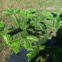 Abies nordmaniana 'Stiff Needle Hyb'