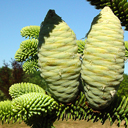 Abies numidica