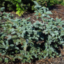 Abies procera 'Glauca Prostrata'