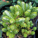 Abies procera 'Sherwood Golden'