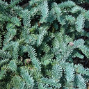Abies procera 'Silver'