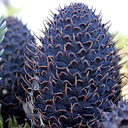 Abies squamata 'Flakey'