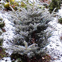 Abies veitchii 'Glauca'