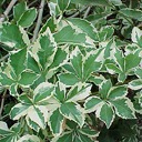 Acanthopanax sieboldianus �Variegatus�