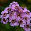 Achillea siberica kamtschatica