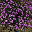 Aethionema grandiflorum