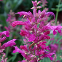 Agastache cana
