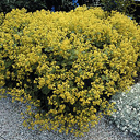 Alchemilla mollis thriller