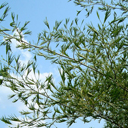 Alnus glutinosa 'Imperialis'