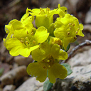 Alyssum ovirense