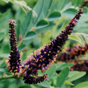Amorpha fruticosa