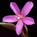 Anacampseros ruffescens