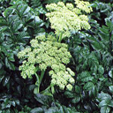 Angelica pachycarpa
