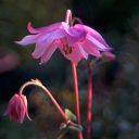 Aquilegia vulgaris 'Clematiflora' Hybs