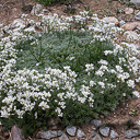 Arabis androsacea