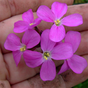 Arabis blepherophylla 'Red Sensation'