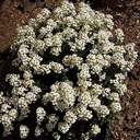 Arabis pumila