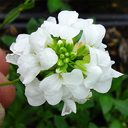 Arabis x sturii
