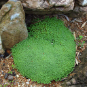 Arenaria alfacarensis