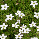 Arenaria balearica