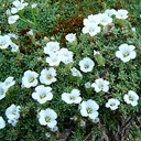 Arenaria obtusiloba