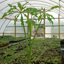 Arisaema erubescens* (medium)