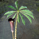 Arisaema taiwanense BSWJ 1879* (small)