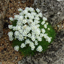 Armeria caespitosa (juniperifolia) alba