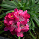 Armeria �Red Faery�