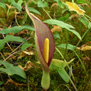 Arum concinnatum Arch 195.073