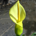 Arum creticum