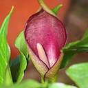 Arum cyrenaicum