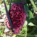 Arum dioscoridis