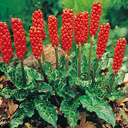 Arum italicum