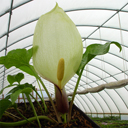 Arum italicum albispathum