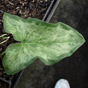 Arum italicum 'Pewter Leaf'