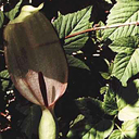 Arum maculatum
