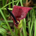 Arum palestinum