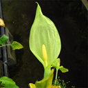 Arum petteri (orientale) Yugoslavia