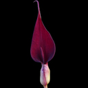 Arum purpureospathum