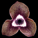 Asarum sp aff magnificum