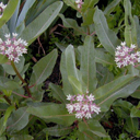 Asclepias hallii