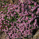 Asperula boisieri