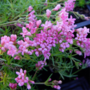 Asperula pontica