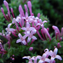Asperula suberosa