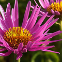 Aster alpinus 'Pinkie'
